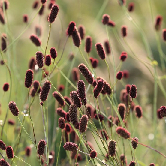 Sanguisorba - pimprenelle crimson queen godet - 5/20 cm