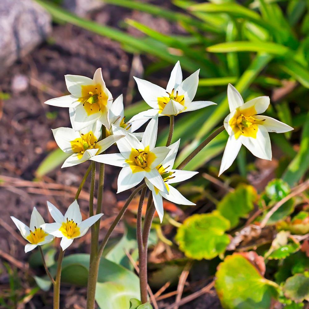 Tulipe botanique 'turkestanica' bulbe calibre 6+ (par 10)