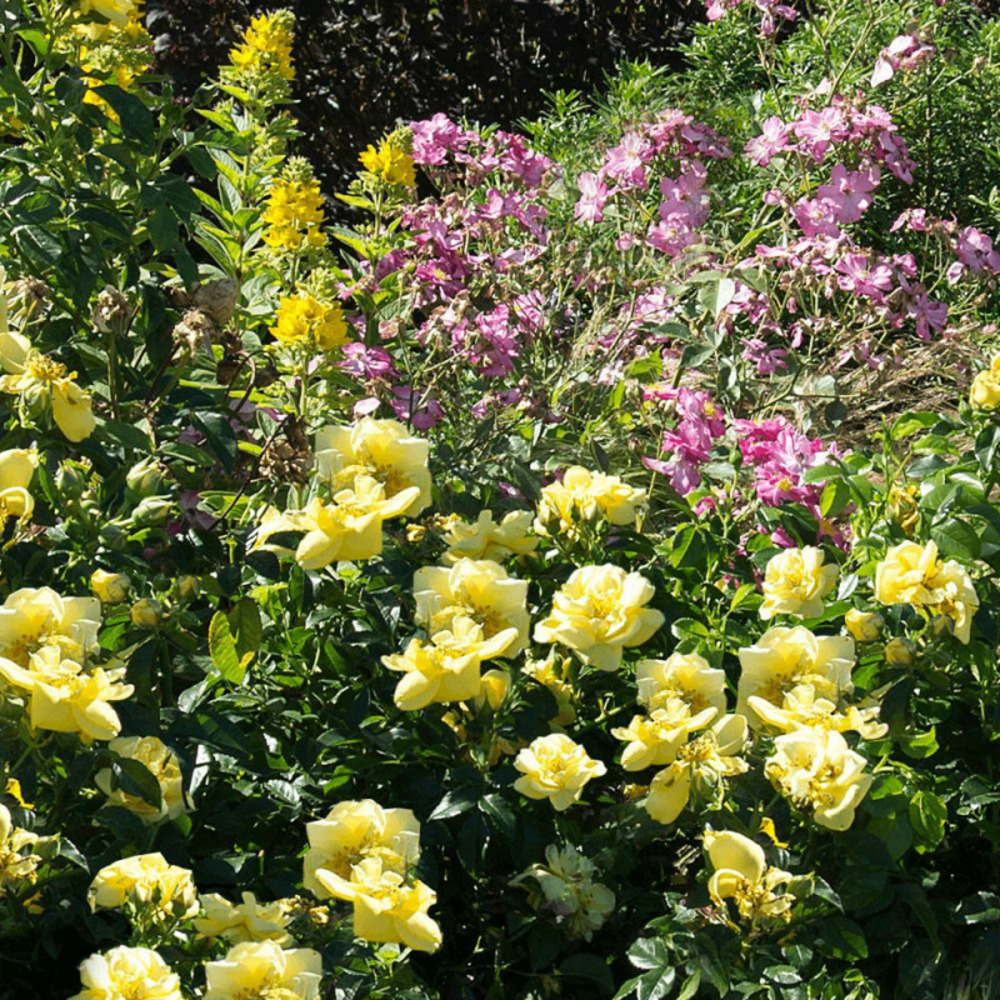 Rosier arbustif decorosier® suneva® 'noalesae' pot de 2l - 40/60 cm