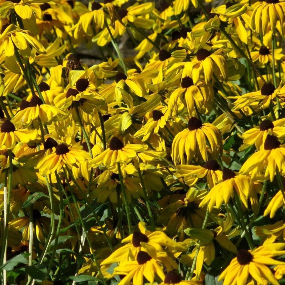 Rudbeckia lumineuse lot de 3 godets