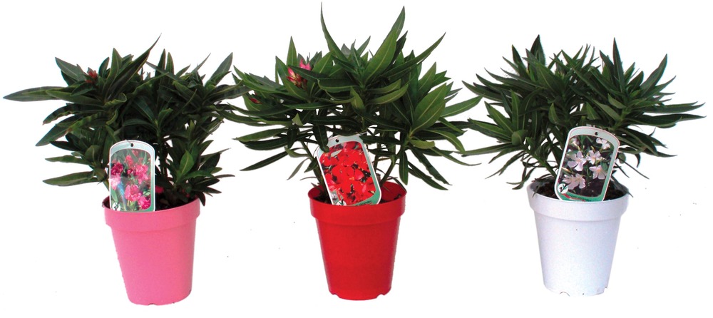 Laurier rose pot 14 cm