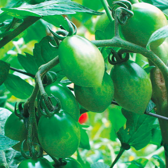 Plant de tomate cerise green envy f1 pot 0,5 l