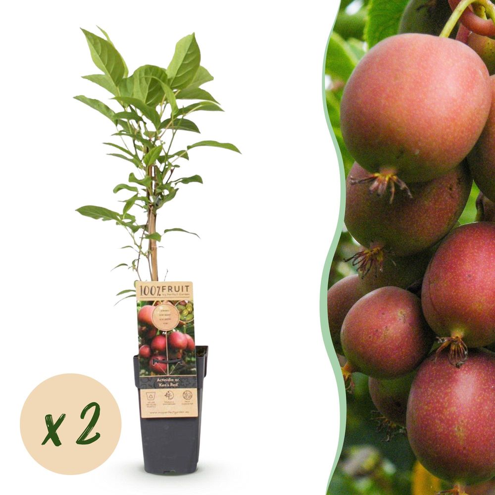Kiwi 'ken's red' - pot 15 cm - hauteur 50 cm - plante d'extérieur