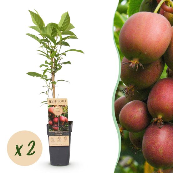 Kiwi 'ken's red' - pot 15 cm - hauteur 50 cm - plante d'extérieur