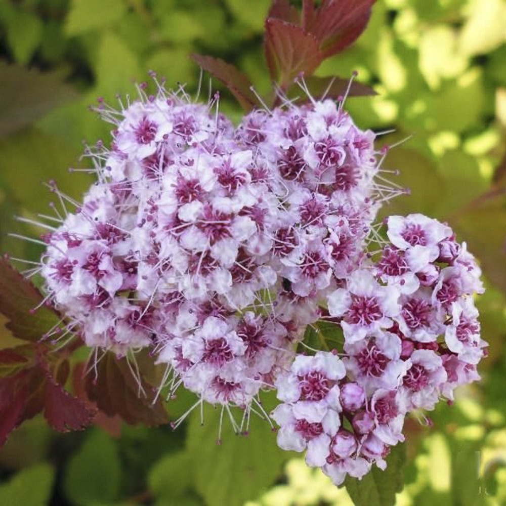 Spirée japonaise 'sparkling champagne ' pot de 3l/4l