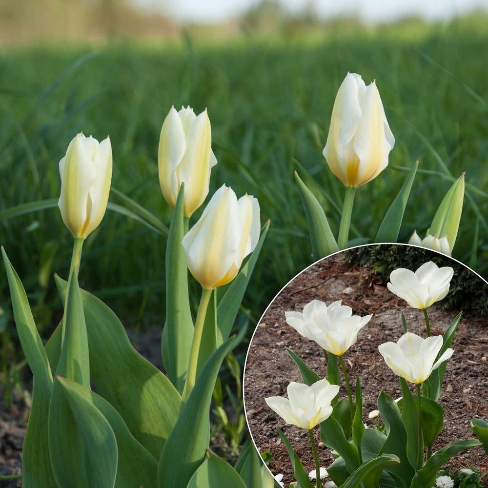 10 tulipes fosteriana purissima - le sachet de 10 bulbes / circonférence 12cm+