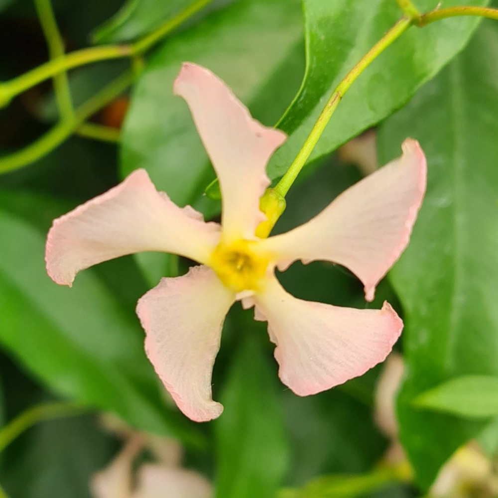 Jasmin étoilé rose d'inde godet - 5/20 cm