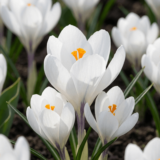 Crocus blanc (crocus) - calibre 7/8 - 60 bulbes