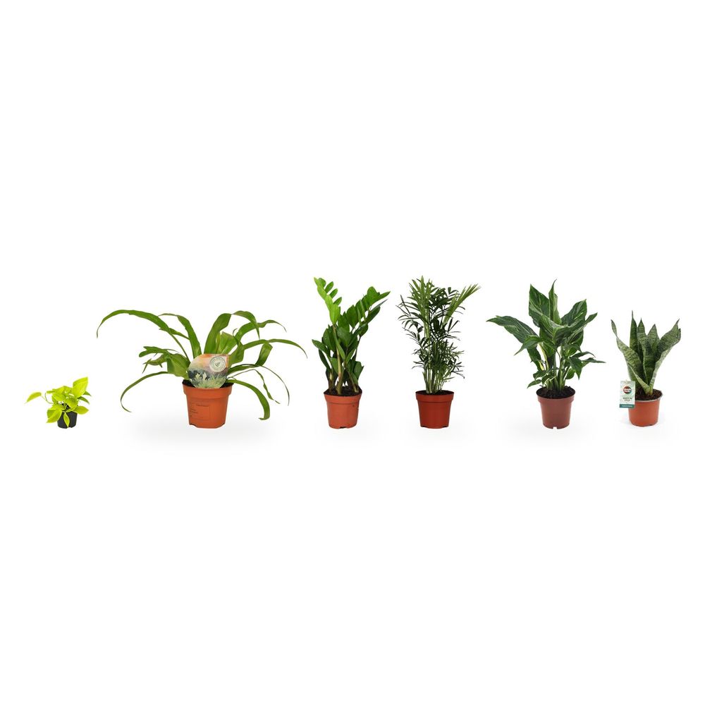 Coin lumière douce - 6 plantes en lumière indirecte