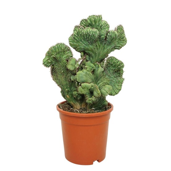 Myrtillocactus geometrizans cristata en forme de peigne cactus en colonne 17cm en pot