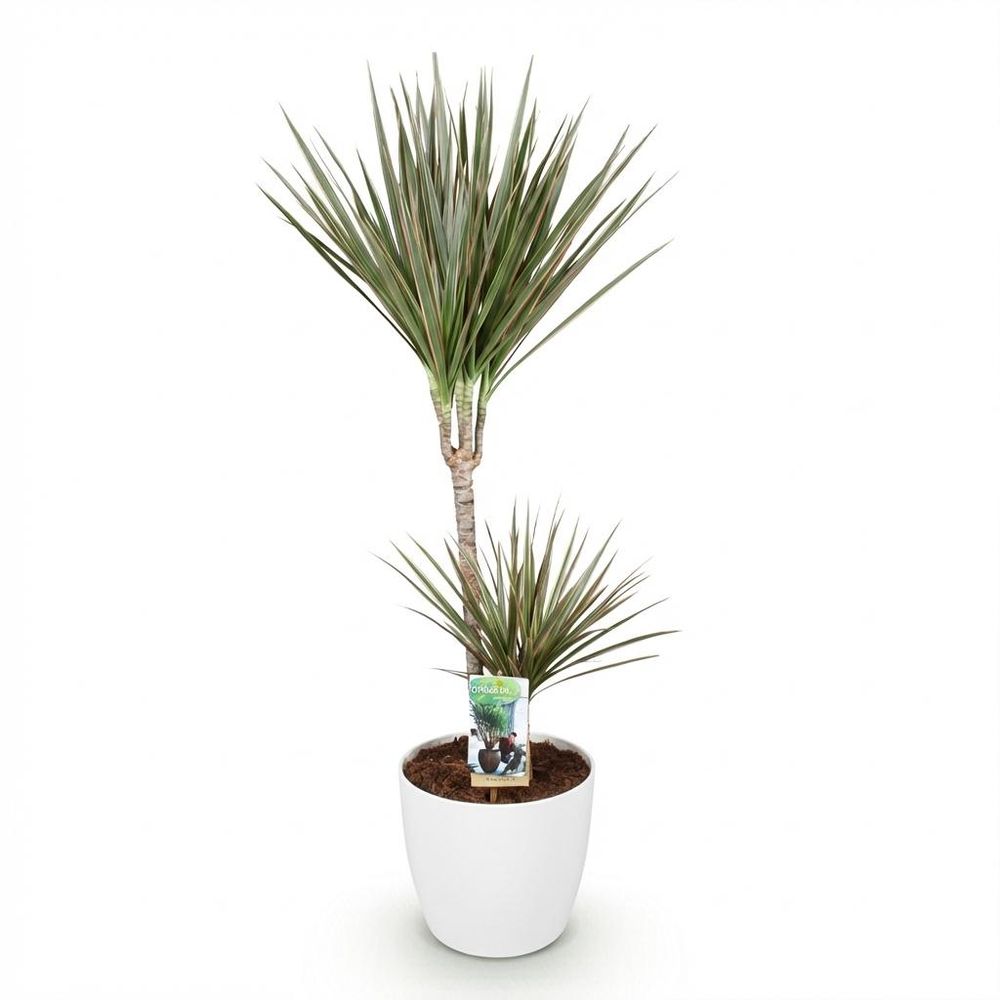 Dracaena marginata bicolor