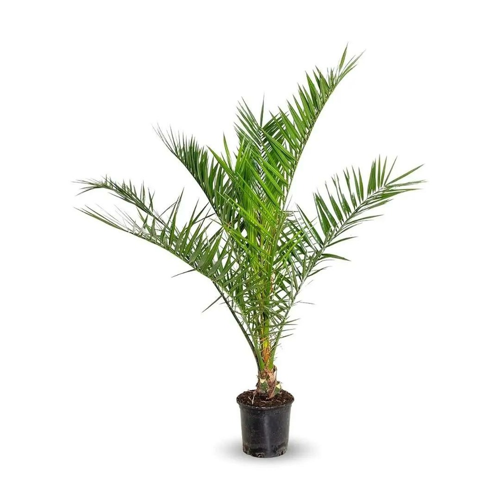 Phoenix canariensis - palmier - ↕ 90-100 cm - ⌀ 18 cm - plante d'extérieur