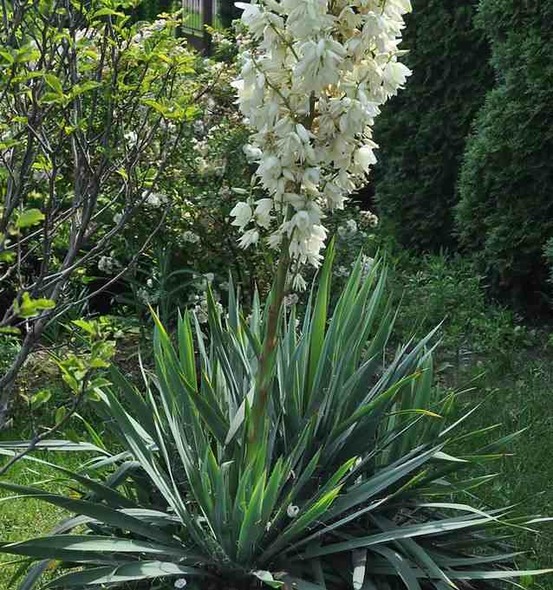 Yucca filamentosa (yucca filamenteux) pot de 8 litres ? 60/80 cm