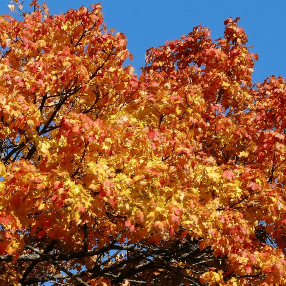 Erable à feuille de platane cleveland, acer platanoides pot de 15l - tige 8/10