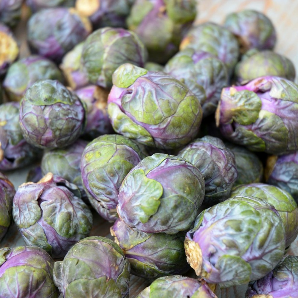 Chou de bruxelles 'rubine' le sachet de 80 graines environ