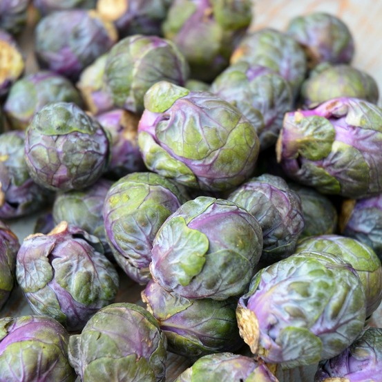 Chou de bruxelles 'rubine' le sachet de 80 graines environ