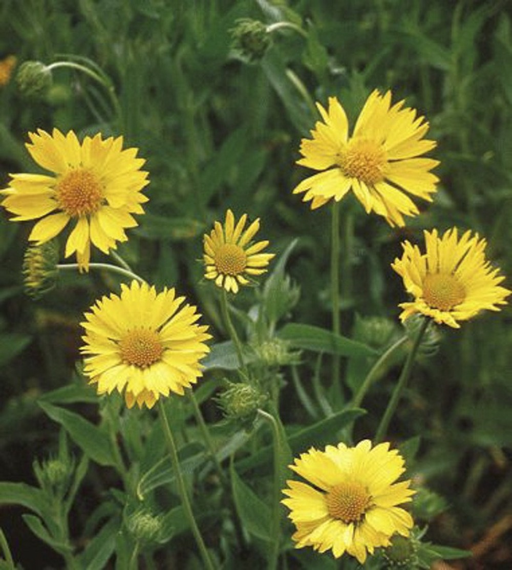 Gaillarde vivace 'maxima aurea' godet de 7/8 cm