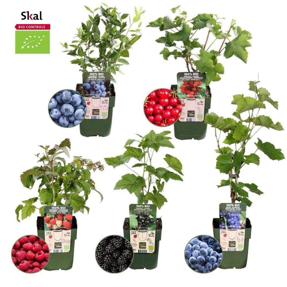 Set bio de 5 plantes fruitières