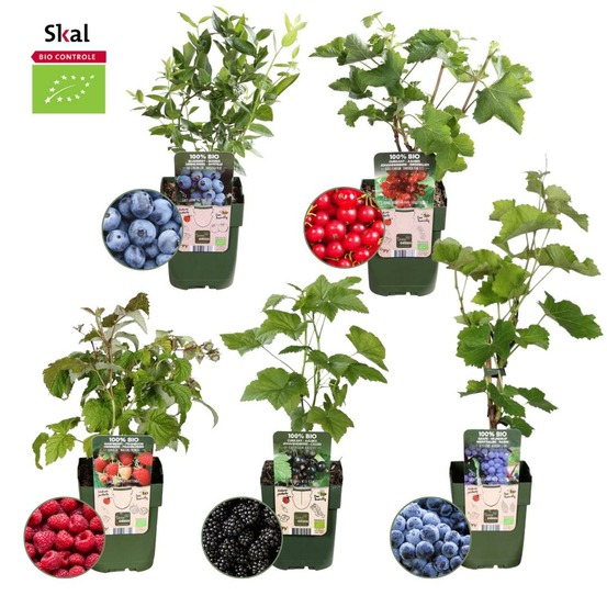 Set bio de 5 plantes fruitières