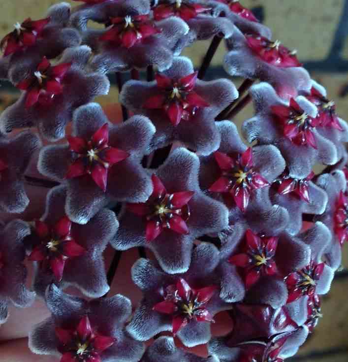 Hoya pubicalyx royal hawaiian purple (fleur de porcelaine, fleur de cire) taille pot de 2 litres - 20/40 cm