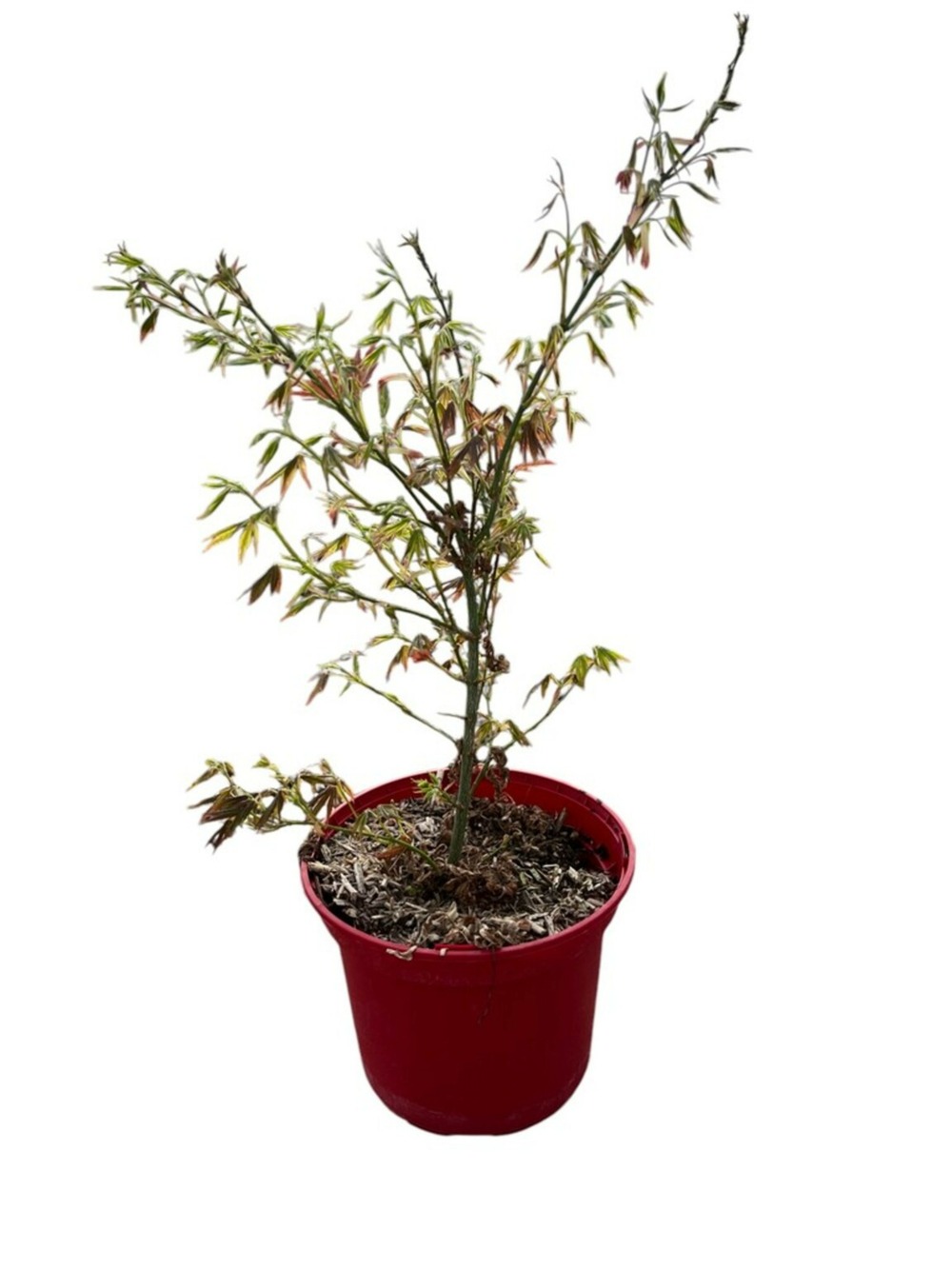 Acer palmatum 'atropurpureum' c4l.