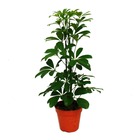 Aria de rayonnement - schefflera - feuillage vert - pot de 12cm - plante d'intérieur - hauteur env. 40-45cm