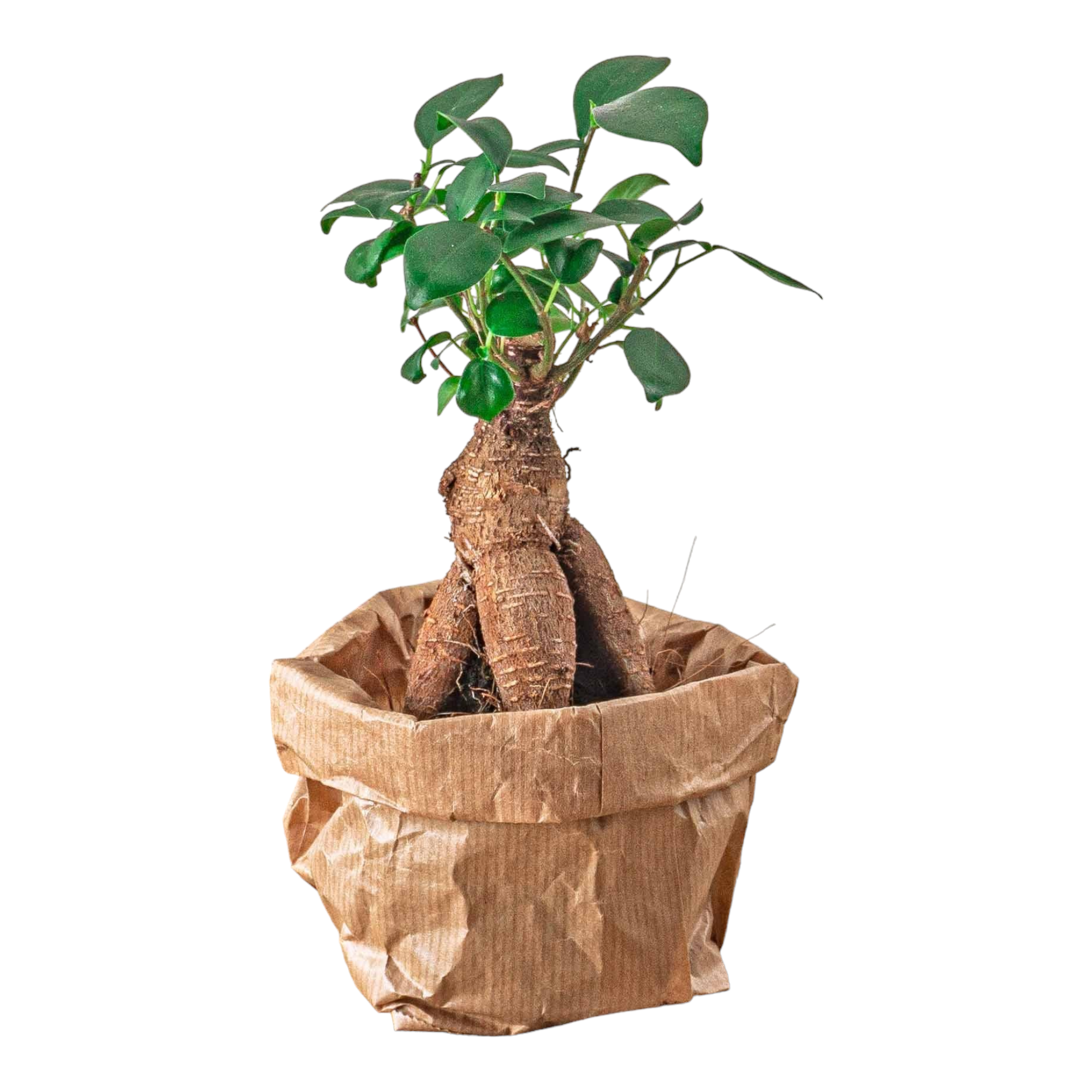 Plante d'intérieur - ficus ginseng bonsai pour terrarium 15cm