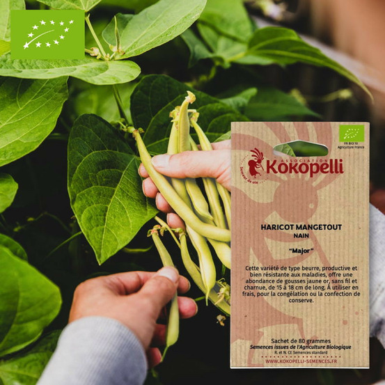 Haricot mangetout major- graines bio à semer
