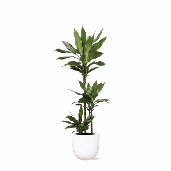 Dracaena janet lind et son pot blanc - hauteur 24cm