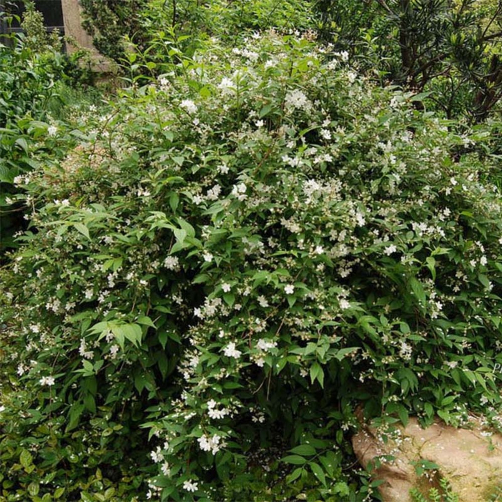 Deutzia x rosea 'campanulata' pot de 2l/3l