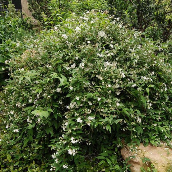 Deutzia x rosea 'campanulata' pot de 2l/3l