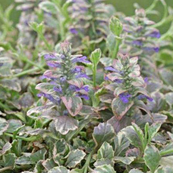 6 x bugle rampant 'burgundy glow' - ajuga reptans 'burgundy glow' - godet 9cm x 9cm