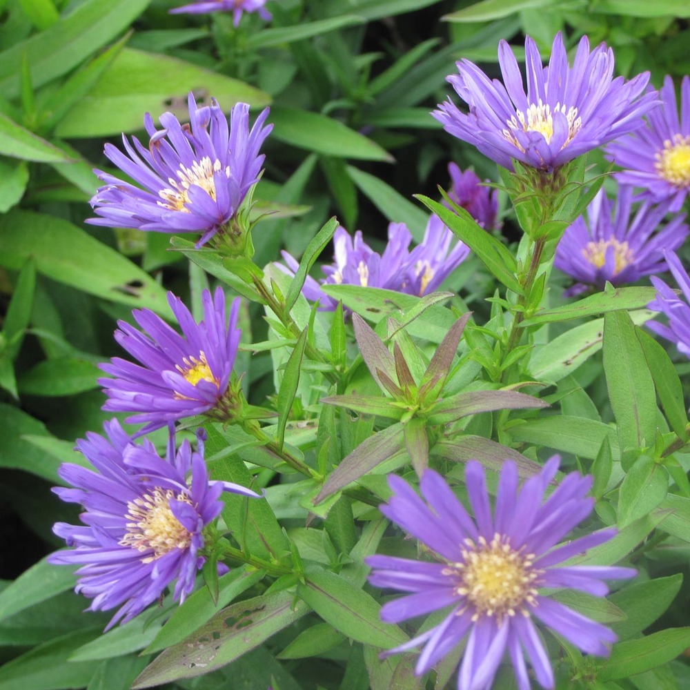 Aster nain 'samoa' pot de 2l/3l