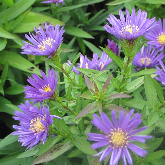 Aster nain 'samoa' pot de 2l/3l