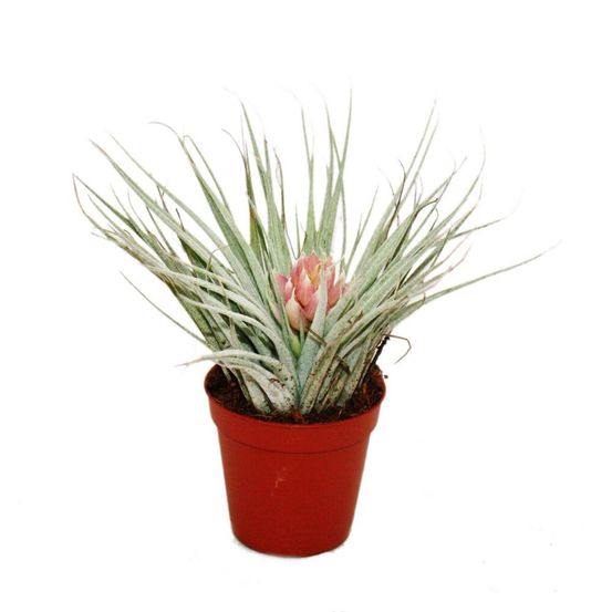 Tillandsia cotton candy