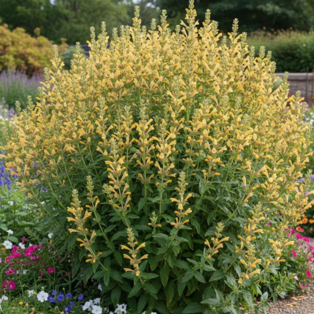 Agastache kudos yellow® lot de 3 godets