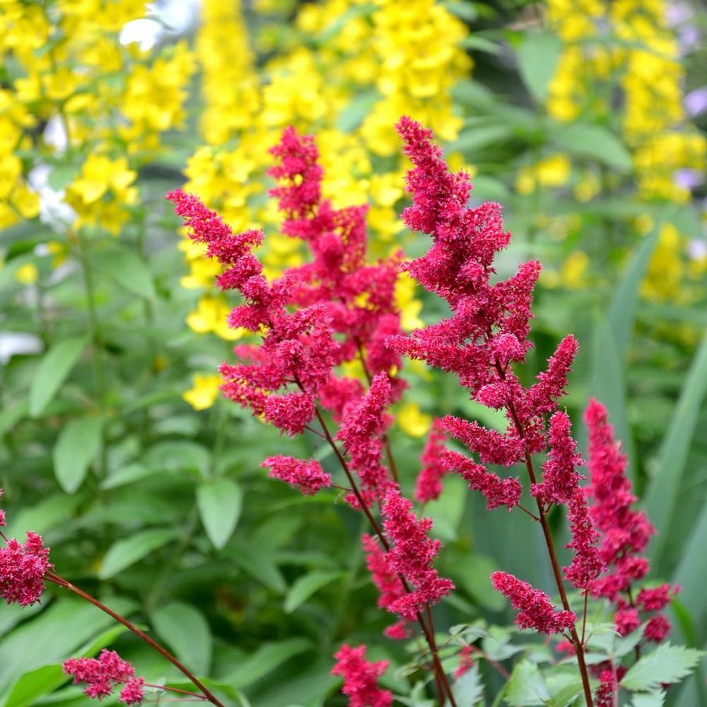 Astilbe du japon 'vesuvius' godet de 8/9 cm