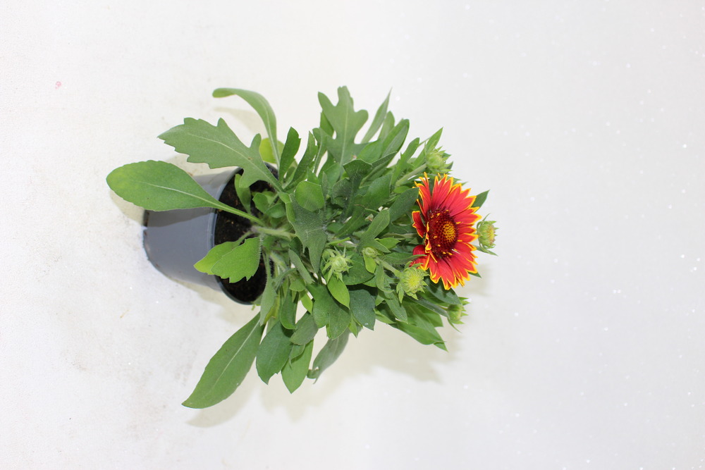 Gaillarde pot 10,5 cm