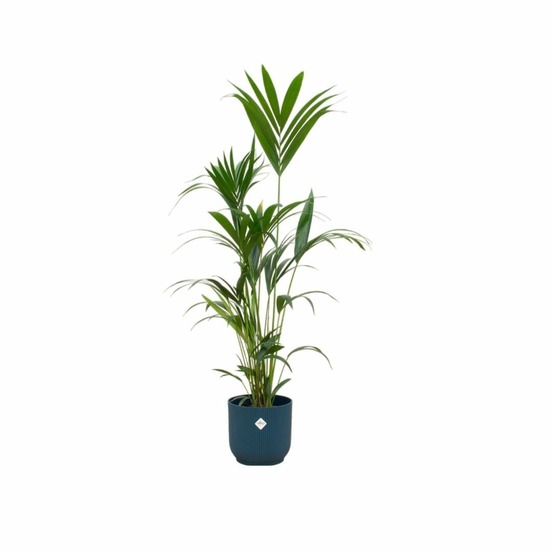 Palmier kentia 160cm et son pot bleu 30cm - hauteur 160cm