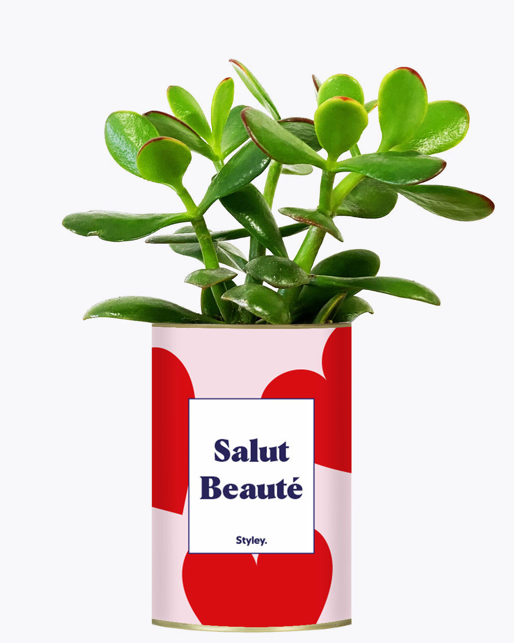 Plante personnalisée - salut beauté - plante