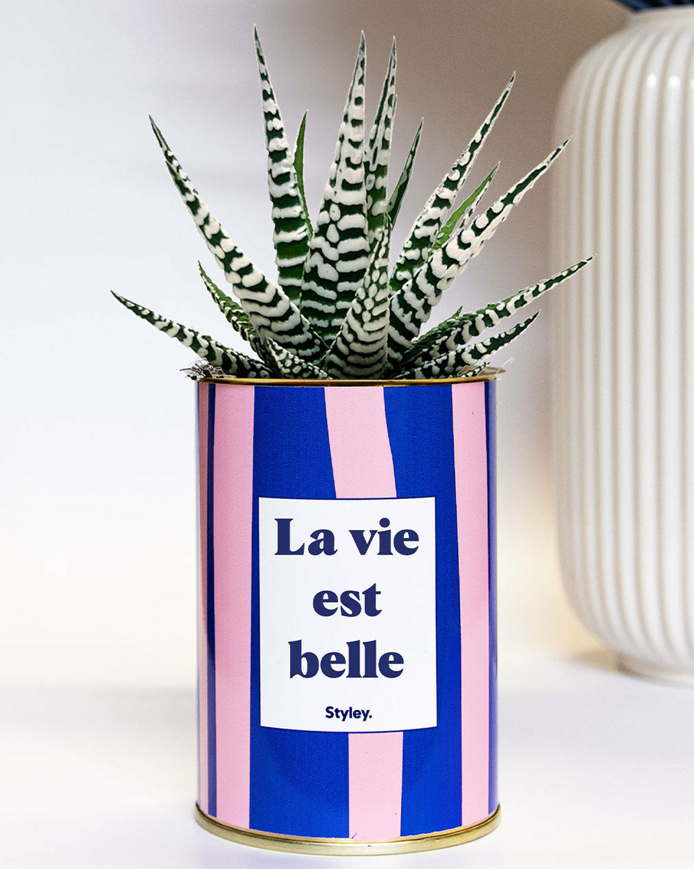 Idée cadeau - la vie est belle - pot à rayures - cactus- plante grasse