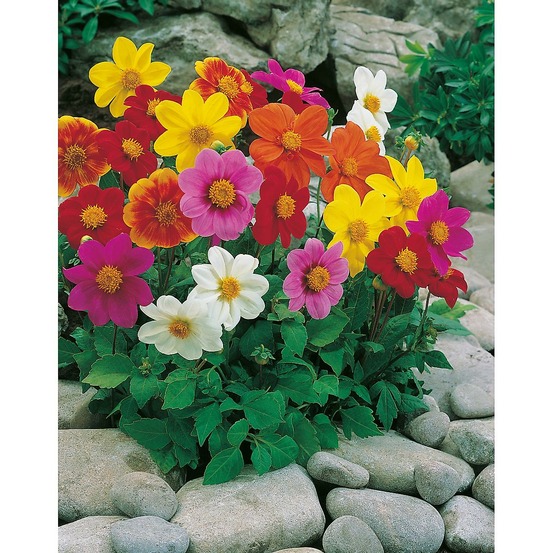 Dahlia mignon - 1 g