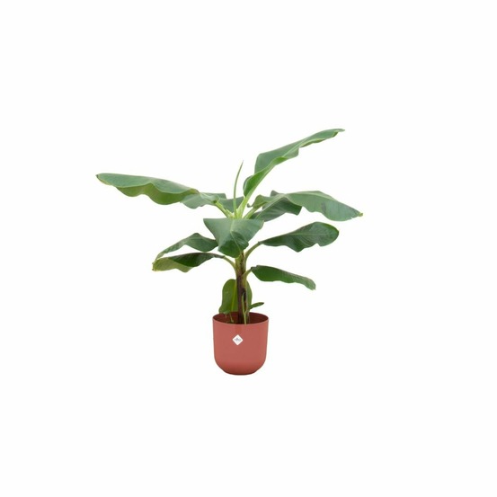 Bananier musa 100cm et son pot rouge - hauteur 100cm