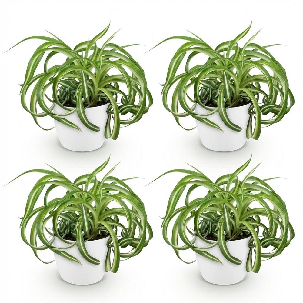 Chlorophytum comosum bonnie - pet-friendly - pot de 12cm - hauteur 20cm