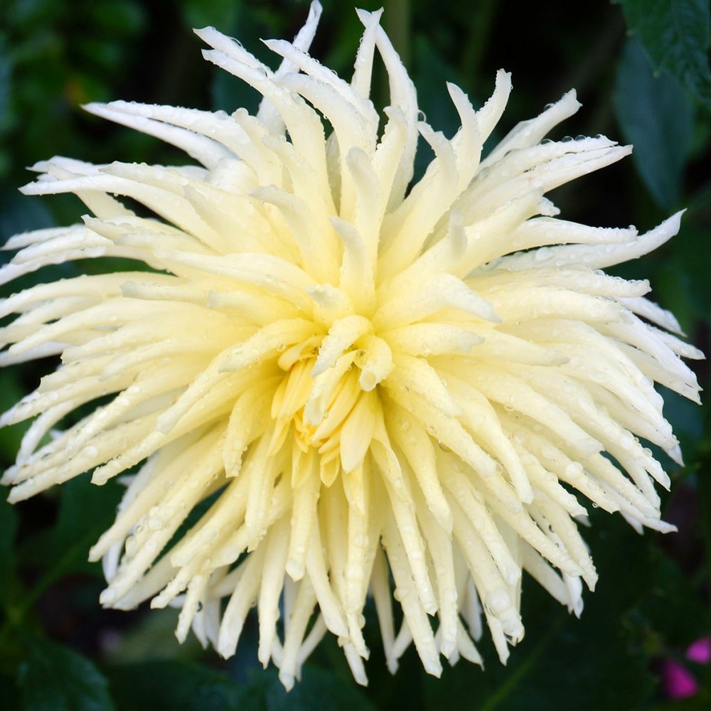 Dahlia cactus 'gryson's yellow spider' bulbe