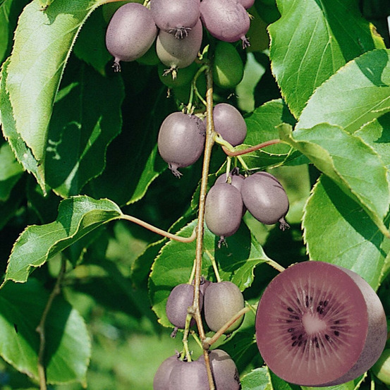 Kiwi de sibérie ken's red (femelle), actinidia arguta, kiwaï pot de 3l - echelle bambou 60/120 cm