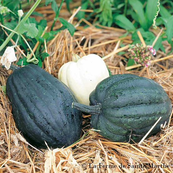 Courge 'cornue d'hiver' le sachet de 20 graines environ (1g)