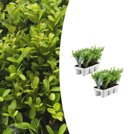 Lot de 2 - 6 pack ilex crenata 'jenny' - h25 cm