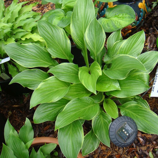 Hosta 'fragrant fire godet de 8/9 cm