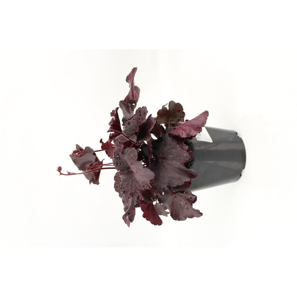 Heuchera collection pot 2 l